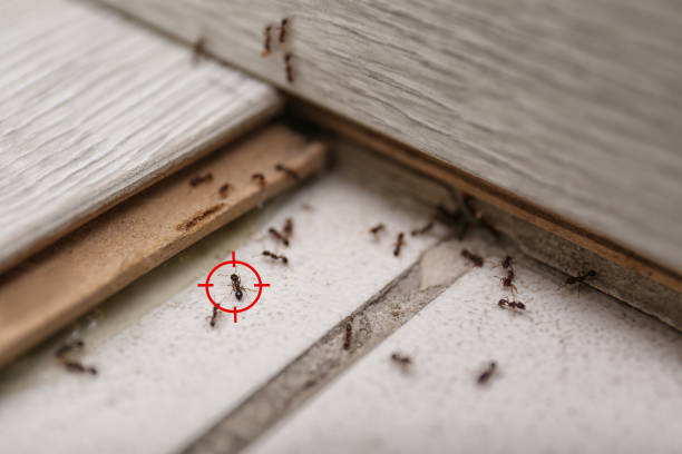 Best Pest Removal Services  in Buckhall, VA