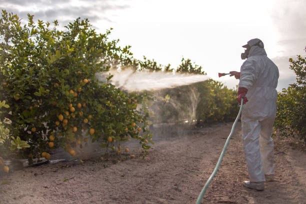 Best Bed Bug Extermination  in Buckhall, VA