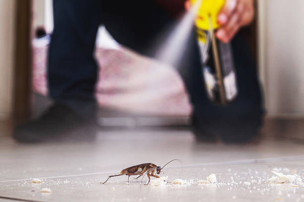 Best Cockroach Control Services  in Buckhall, VA