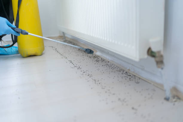 Best Emergency Pest Control  in Buckhall, VA